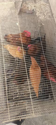 4 Full Hens female and 2 Male