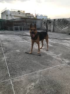 German Shepherd male for sale full train dog best security dog