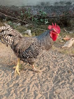 Plymouth Rock Rooster Original American Breed