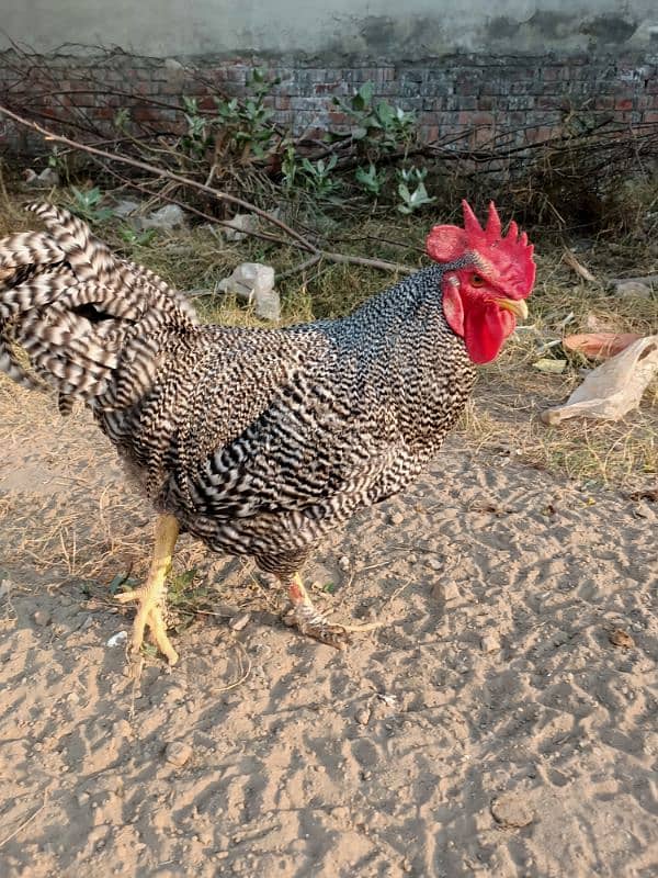 Plymouth Rock Murgha Rooster Original American Breed 0