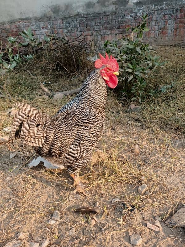 Plymouth Rock Murgha Rooster Original American Breed 1