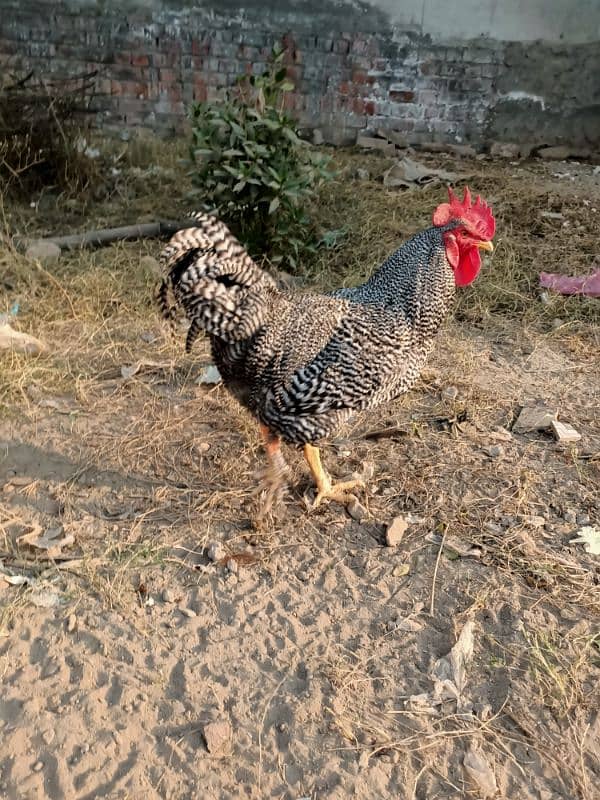 Plymouth Rock Murgha Rooster Original American Breed 2