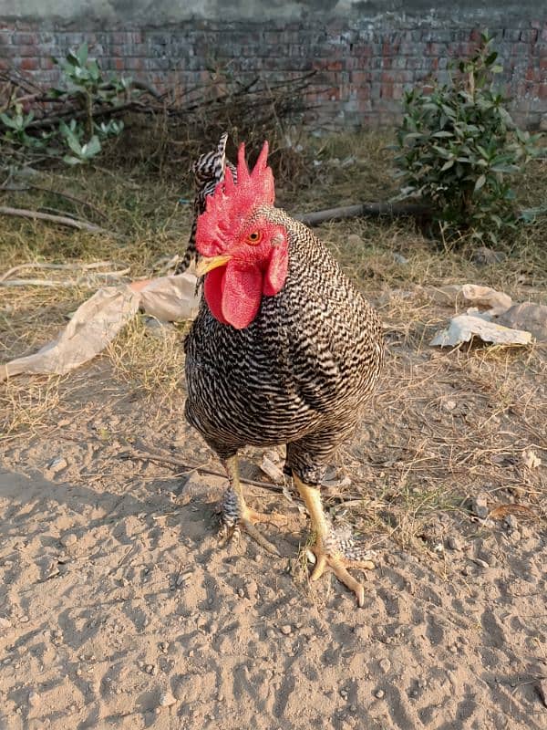 Plymouth Rock Murgha Rooster Original American Breed 3