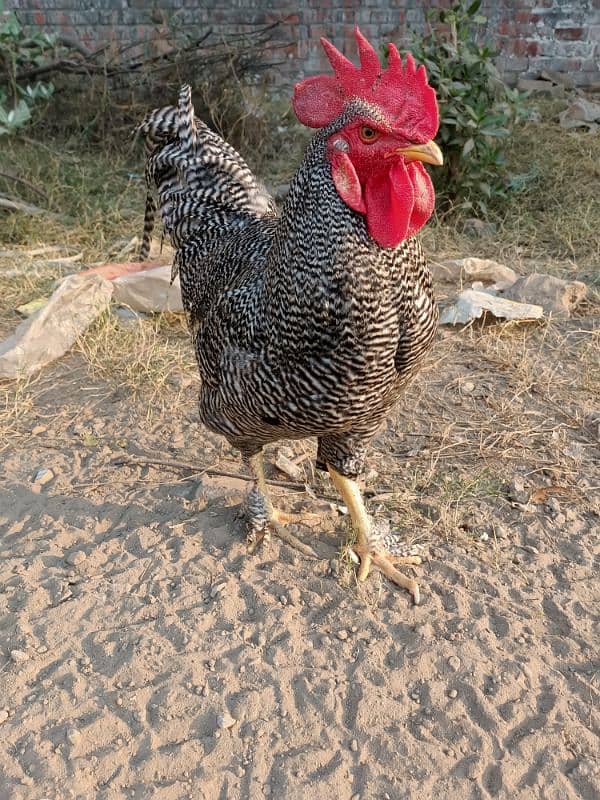 Plymouth Rock Murgha Rooster Original American Breed 4