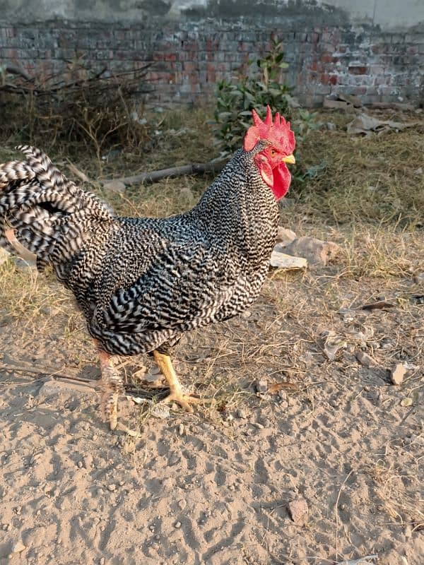 Plymouth Rock Murgha Rooster Original American Breed 5