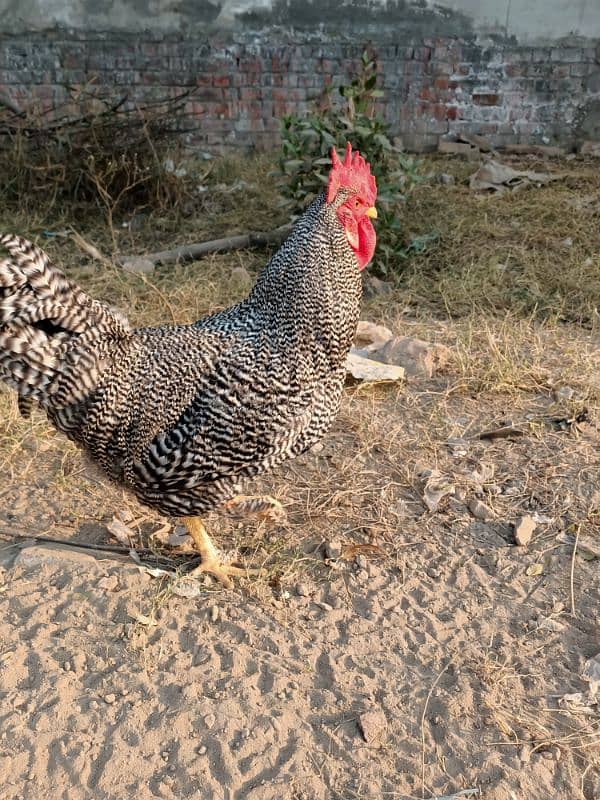 Plymouth Rock Murgha Rooster Original American Breed 6