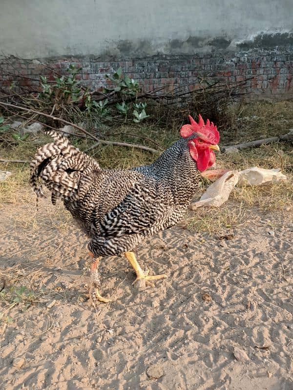 Plymouth Rock Murgha Rooster Original American Breed 7