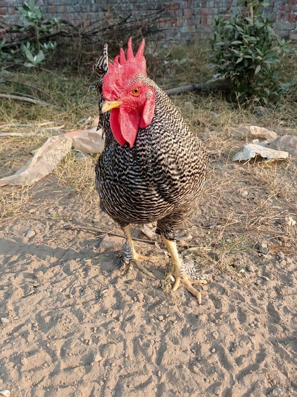 Plymouth Rock Murgha Rooster Original American Breed 8