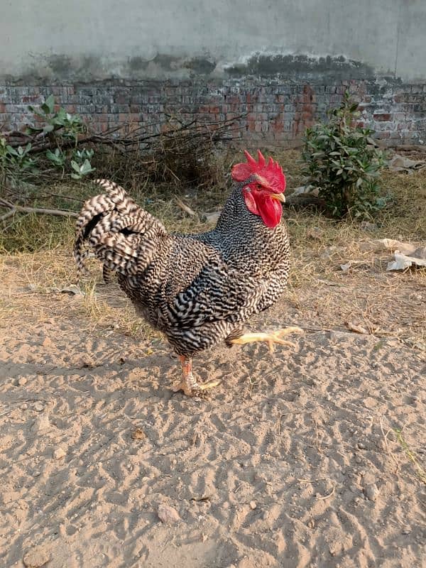 Plymouth Rock Murgha Rooster Original American Breed 9