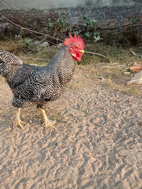 Plymouth Rock Murgha Rooster Original American Breed 10