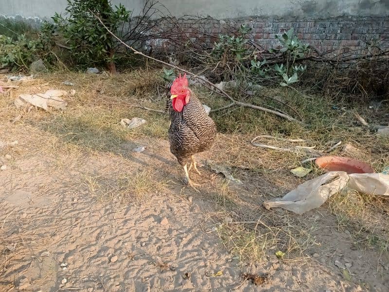 Plymouth Rock Murgha Rooster Original American Breed 11