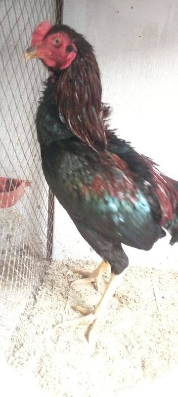 Thai Cross high Quality Aseel Breeder 2