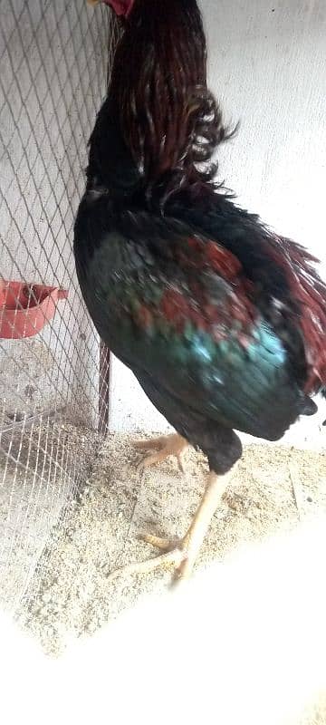 Thai Cross high Quality Aseel Breeder 4