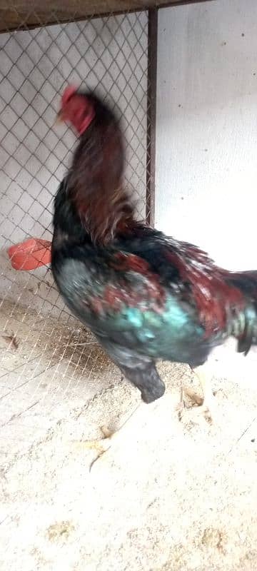 Thai Cross high Quality Aseel Breeder 6