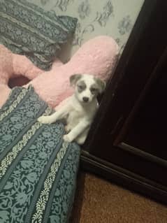 30 days puppy for sale mom dad ki pics attached Hain