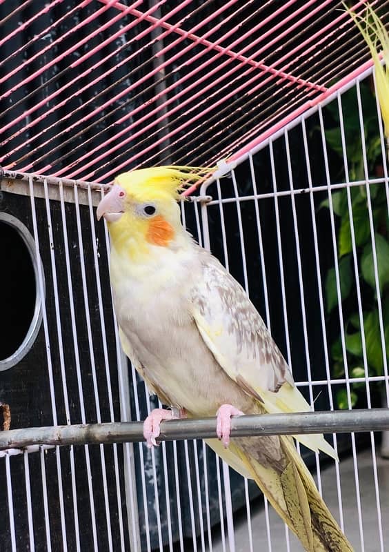 pearl female breeder cocktail looking for new shelter 1