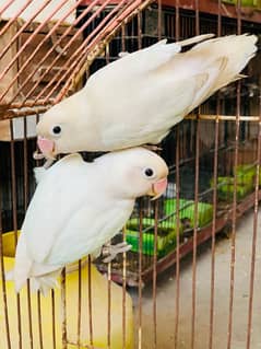 Albino split ino breeder split ki guarantee