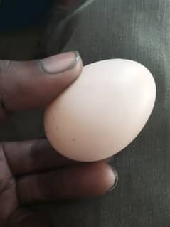 egg