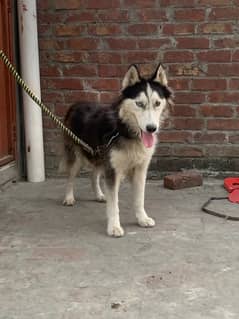 siberian husky male for sale