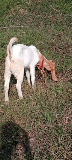 goats for sale Male