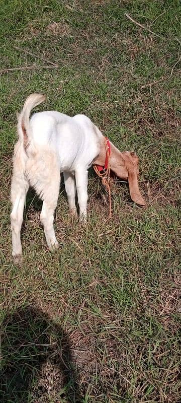 goats for sale Male 0