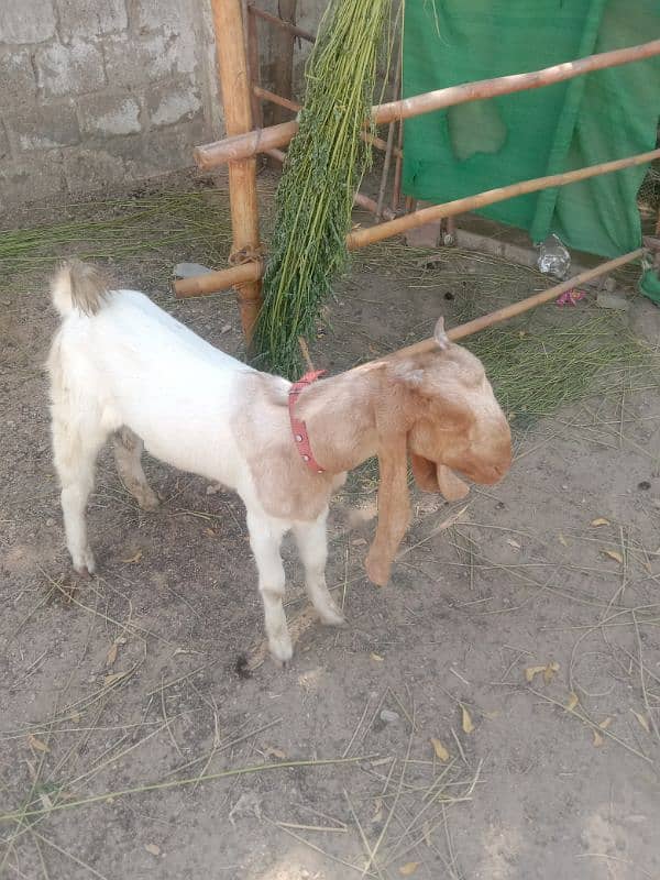 goats for sale Male 1