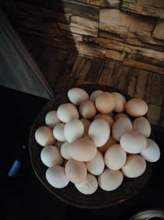 heera aseal eggs sale