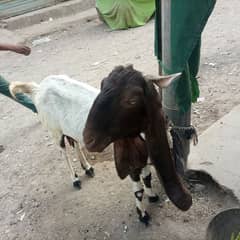 Bakri for Sale Gabban