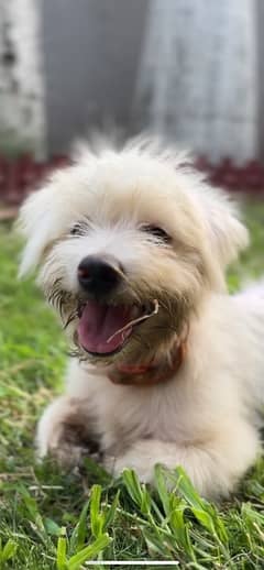 Cute maltese 8month puppy