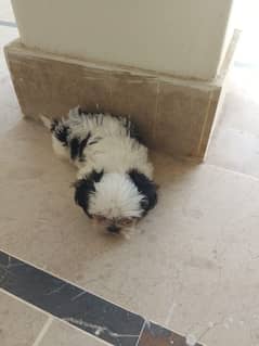 Shitzu pup for sale