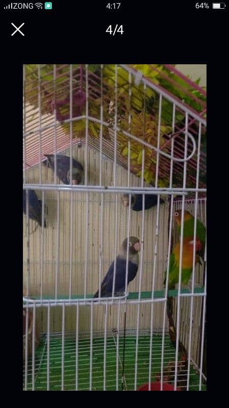 love birds for sale 1