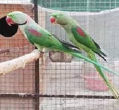 Raw and Ringneck 100% breader pair RS 16000/36000