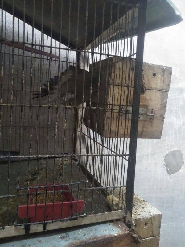 Cockatiel Pair for Sale for purchase call 03118362231 1