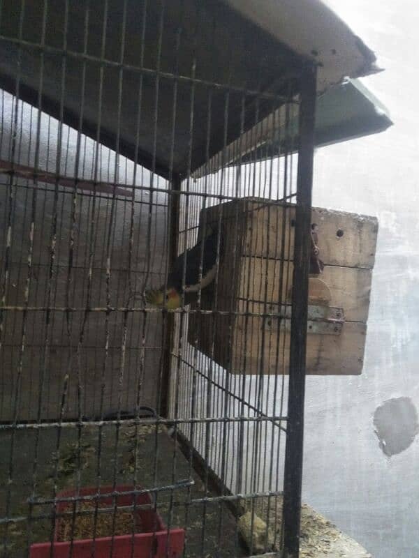 Cockatiel Pair for Sale for purchase call 03118362231 2