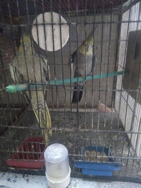 Cockatiel Pair for Sale for purchase call 03118362231 3