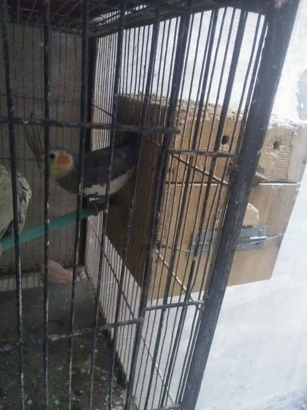 Cockatiel Pair for Sale for purchase call 03118362231 5