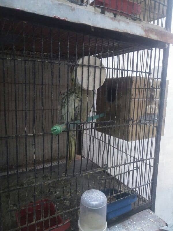 Cockatiel Pair for Sale for purchase call 03118362231 6