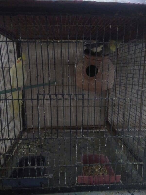 Cockatiel Pair for Sale for purchase call 03118362231 7