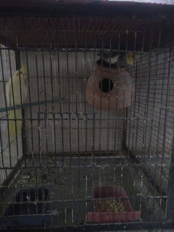 Cockatiel Pair for Sale for purchase call 03118362231 8