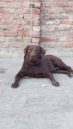 Top quality chocolate lab male 03137576762