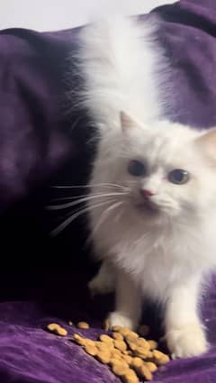 Siberian kitten looking for new home