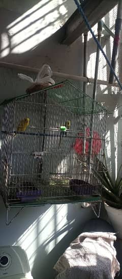 Cage and budgies pair