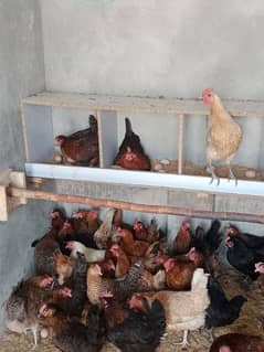 desi golden hens