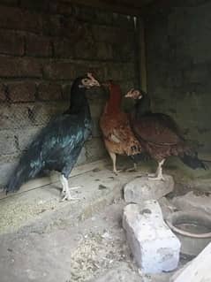 Pure desi hens kurak hony wali