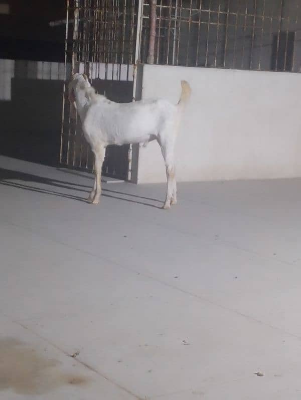 Gulabi Croos  Bakra 2 Dhant for sale 03146419919 6