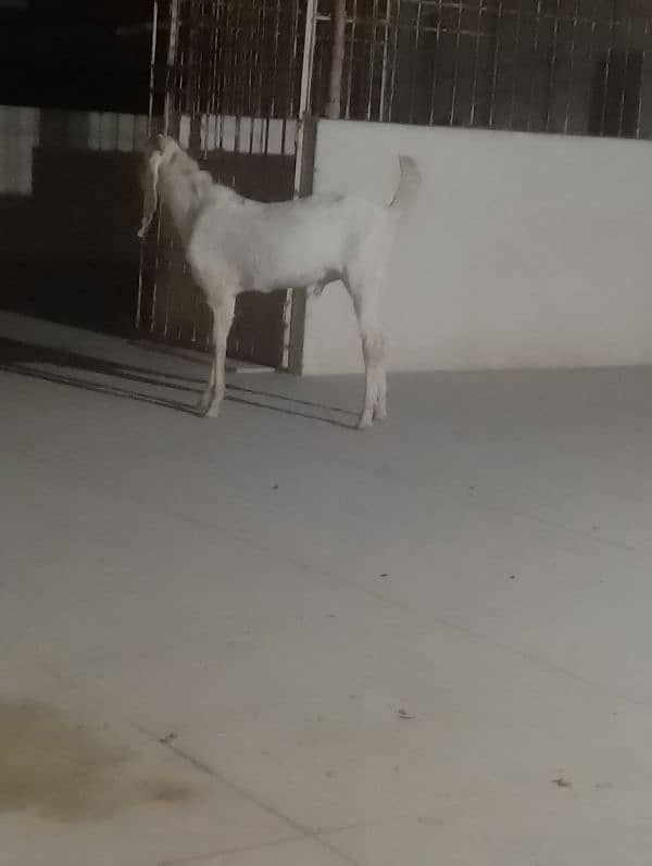 Gulabi Croos  Bakra 2 Dhant for sale 03146419919 7