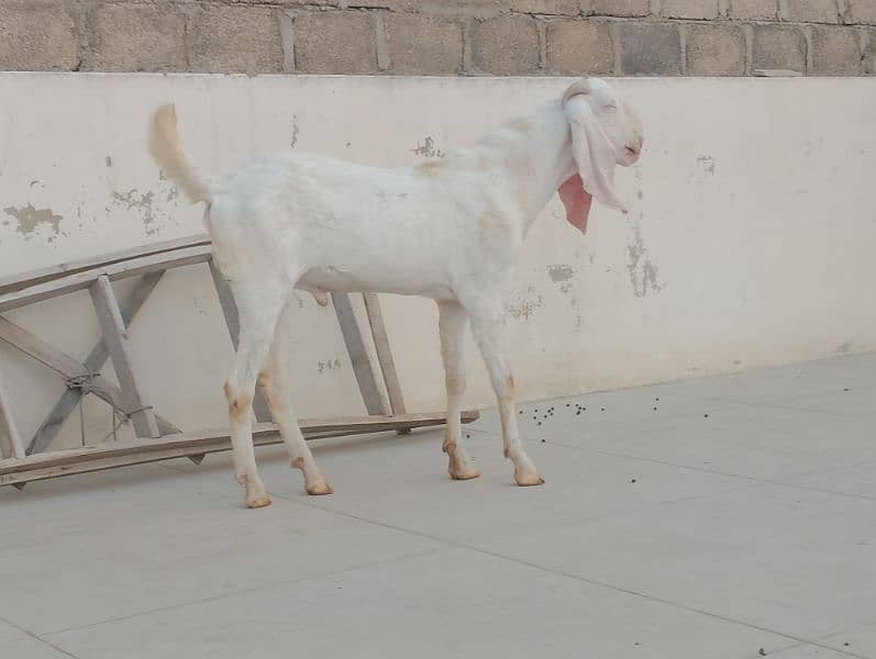 Gulabi Croos  Bakra 2 Dhant for sale 03146419919 8