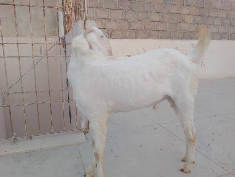 Gulabi Croos  Bakra 2 Dhant for sale 03146419919 9