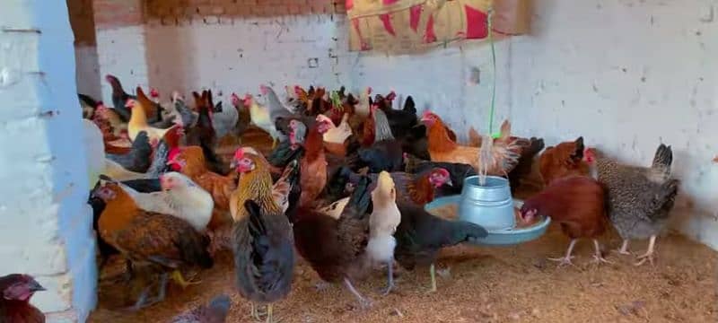 golden misri | golden misri murghi | misri hens | desi eggs laying hen 0