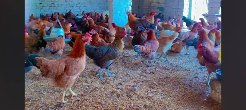 golden misri | golden misri murghi | misri hens | desi eggs laying hen 2